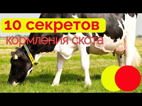 Видео: 3 способа кормления скота