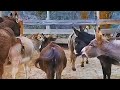 Donkeys Meeting For The First Time Emotional Farm Life Moment