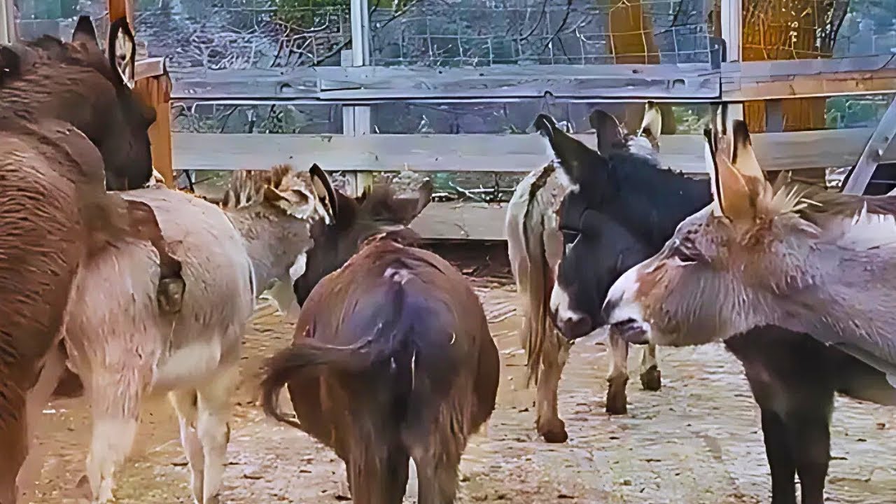 Donkeys Meeting for the First Time 🐴 | Emotional Farm Life Moment