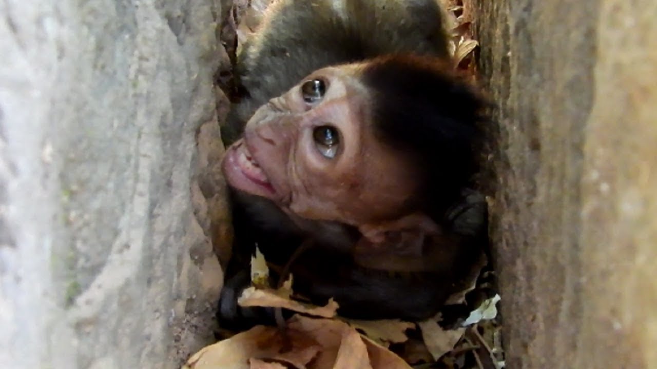 Heart-Breaking Pity Jayden Crying In Whole! Skinny Jayden Starving Milk, Jade Ignore Baby!