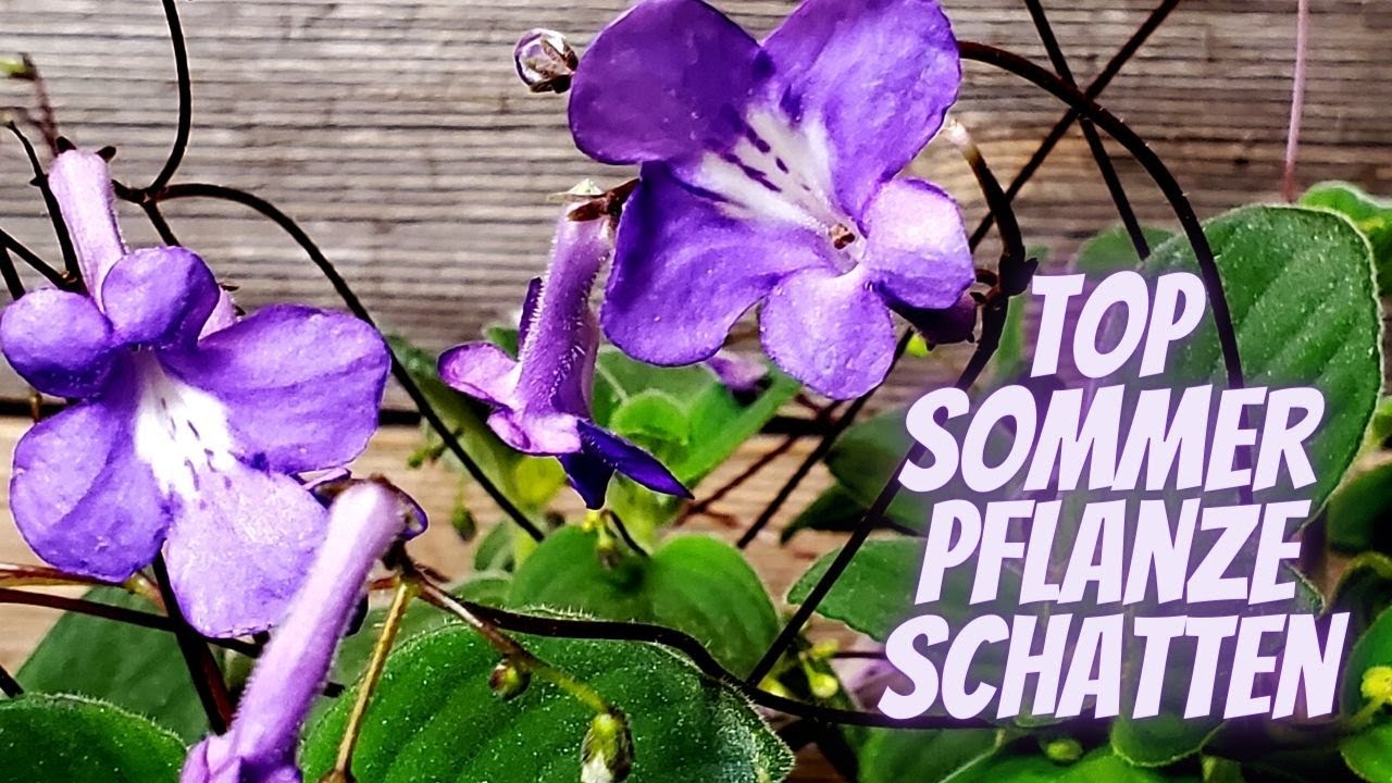 zimmerpflanzen ficus lyrata Geigenfeige | Ficus Lyrata Online kaufen! main image 0