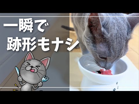 秒で消えたマグロ。物足りない顔に負けて追いマグロプレゼント【ロシアンブルー】猫