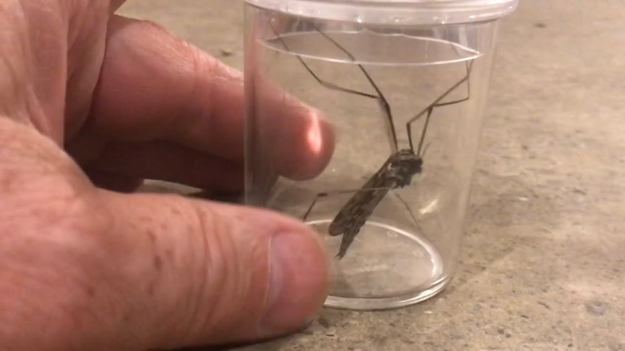 HUGE “looking mosquito” (limoniinae) tipulidae