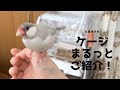 【小鳥飼育に必要なものリスト】文鳥のケージ紹介【おすすめケージやヒーターなど】