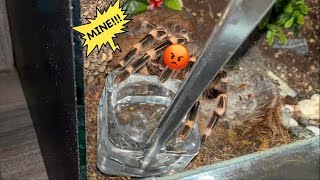 WATERING my TARANTULAS '(Part 9)” !!!