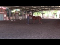 How to solve anxiety issues in horses (or cognitive behavior therapy for horses)