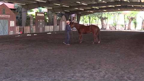 How to solve anxiety issues in horses (or cognitiv...