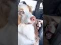 挟まってもニッコニコな犬が可愛すぎる😂♡【ボーダーコリー】#shorts