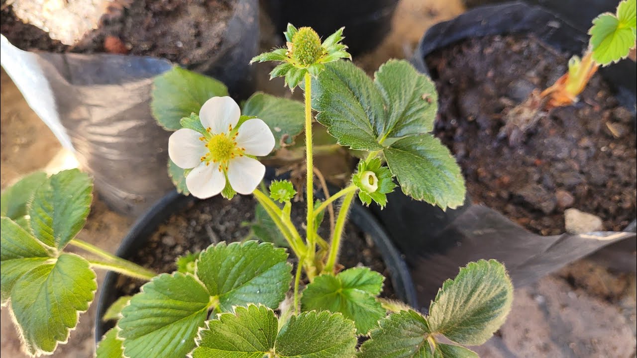Mudas de Morango San Andreas Importada de Raiz Nua e Albion Nacional - Plantio e Desenvolvimento 