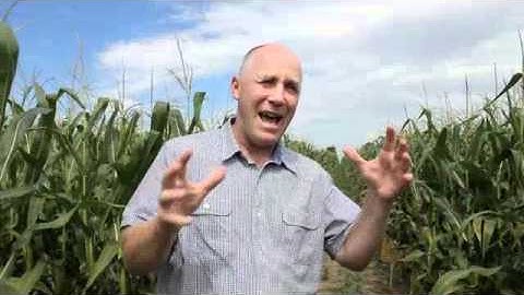 Corn School 1-9: Maximizing Yield with Dry or Liquid Starter Fertilizer