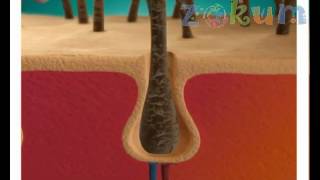 Bioder - Permanent Un-Wanted Hair Solution