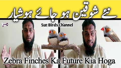 Finches Ka Mustakbil ll Finch Bird ll How To Future Of Finches Hindi V No 91 ll Sur Birds Channel