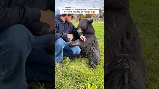 This bear cub was rescued and raised by kind-hearted people #shorts