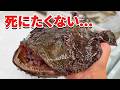 スーパーに売れ残っていたアンコウを飼育してみると…