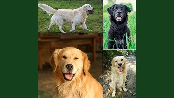 Pulsating Backdrops for Sleepiest Hound