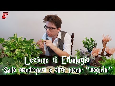 Video: Come propagare la radice di mandragola: informazioni sulla propagazione della mandragola