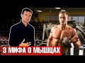 Что нельзя есть при наборе мышечной массы? 3 МИФА, о которых вы не знали 🏋️‍♀️