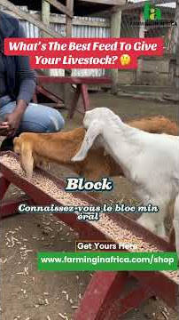 Are these the best feed options for your animals? #semanhyiafarms #animalfarming