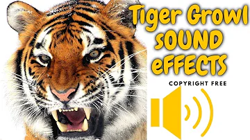 Tiger Growl Sound Effect #tigersound #freesoundeffects #moviecreator