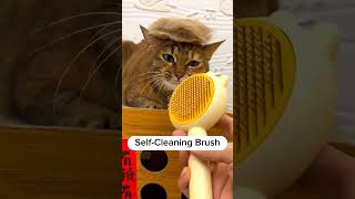 How to brush your cat probably! screenshot 5