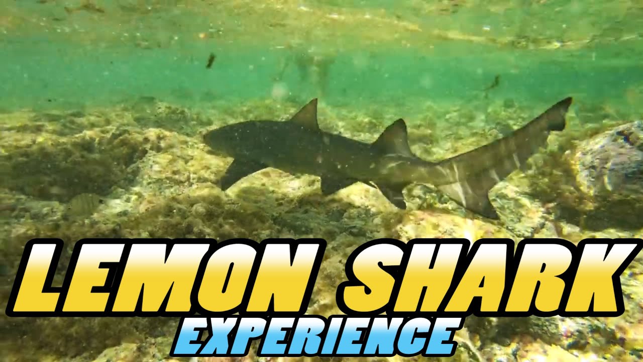 LEMON SHARK Experience - Sal - Cape Verde - YouTube