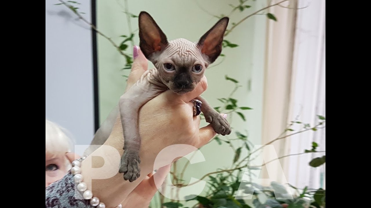 клуб кошек хабаровск Котята канадские сфинксы из питомника кошек PCA РУБИСЕТ
