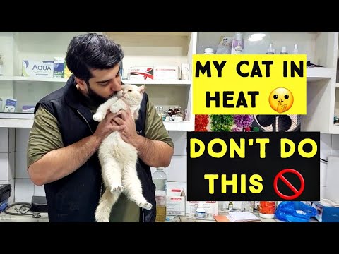 वीडियो: मदद! मेरी इंडोर कैट एक आउटडोर बिल्ली द्वारा परेशान की जा रही है