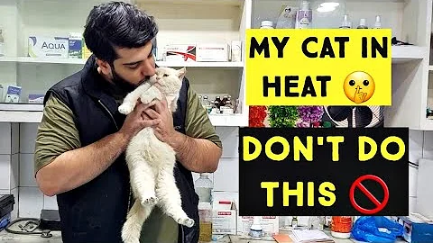 My Cat in Heat | Don't do these mistakes with Cat in Heat cycle - DayDayNews