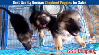 Best Quality German Shepherd Puppies for Sales | Dreamer Paul Vlog | Tamil