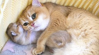 A tiny kitten who gets stuck and gets mad with its mother cat is cute