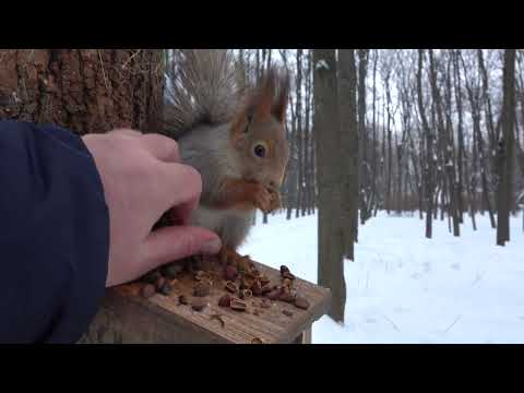 Про двух маленьких белок / About two little squirrels