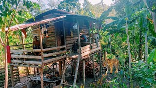 Didatangi harimau saat tinggal bermalam sendiri di pondok tengah hutan