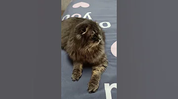 Почему кошки не любят запах цитрусовых... Why cats don't like the smell of citrus