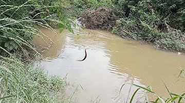 #shorts câu cá suối, cá chạch đầu mùa mưa