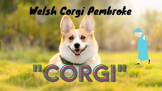 Il Corgi  Un cane a corte by Fidotutorial 107 views 1 year ago 5 minutes, 1 second