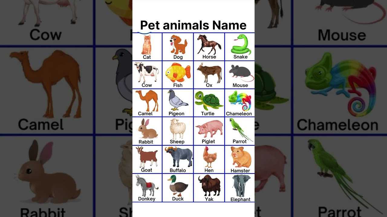 Pet animals name #englishclass #englishhome #petanimals #vocabulary #english