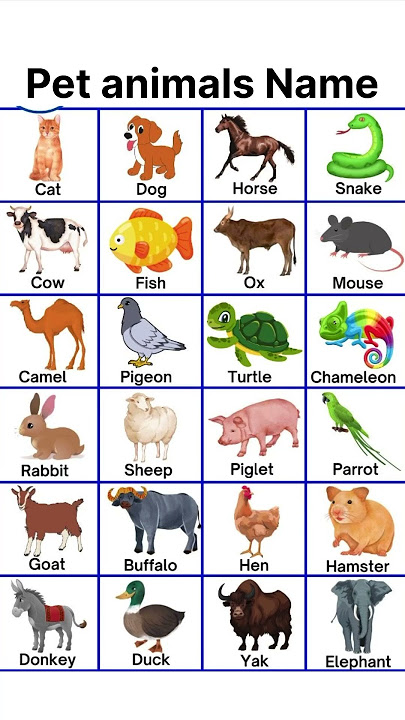 Pet animals name #englishclass #englishhome #petanimals #vocabulary #english