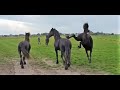 The young Friesian horses move to a different pasture with Uniek.