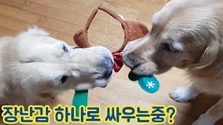 골든리트리버 커플에게 장난감 하나를 던져주었다. 결과는?? (feat.다지난 크리스마스)