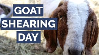 Goat Shearing Day 2021 with Kaye England