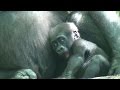 The Bronx Zoo | Adorable Baby Gorillas | August 7th, 2014