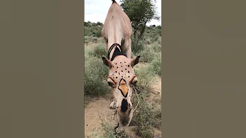 الحناء السوداء والبنية على الجمل 