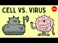 Cell vs. virus: A battle for health - Shannon Stiles