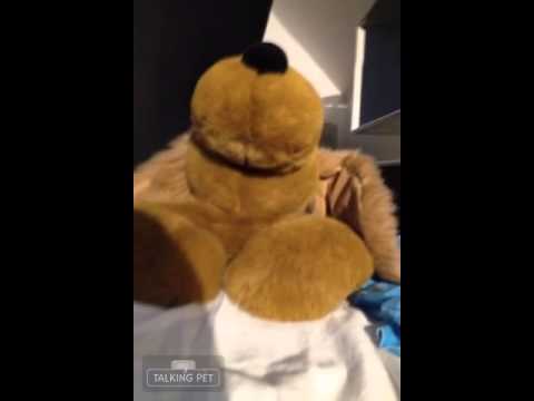 Video: Hvilken Hund Ser Ut Som En Bamse