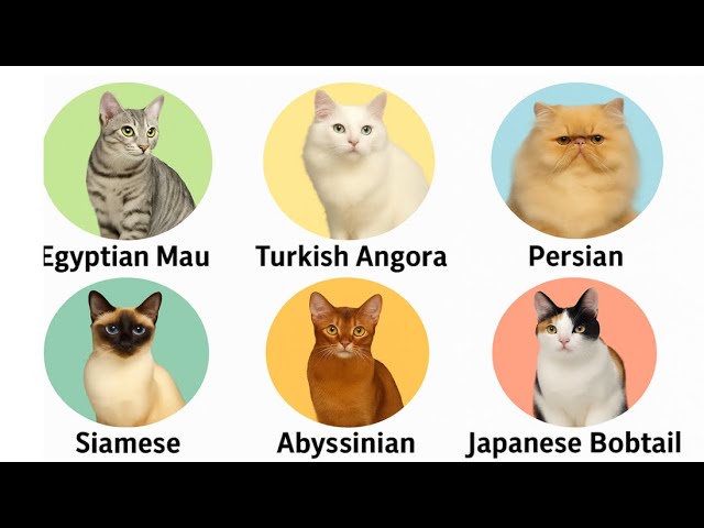 How Many Different Breeds of Cats are There: Ultimate Guide 2025