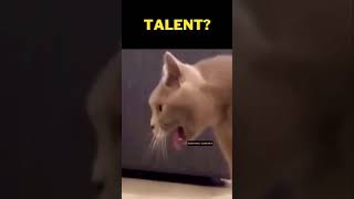Funny Stuff- Wtf Fail Moments - She Has Talent Funny Cat