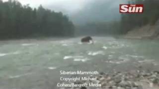 Woolly Mammoth filmed In Siberia!!! В Сибири живой мамонт!!!