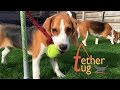 Funny Dog Toy Critics &quot;Louie and Marie&quot; Episode #11 : &quot; TETHER TUG &quot;