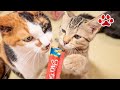 【猫日記】おやつとみみの爪切り The Day Cats Eat cat snack　2021.7.16