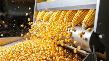 Inside a Modern Corn Factory: From Field Harvest to Canned Sweet Corn (Full Process)